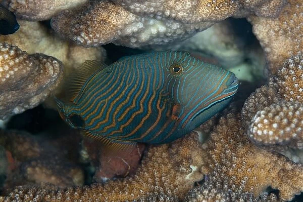 Orange-lined Triggerfish (Balistapus undulatus) adult, swimming in reef, Seraya, Bali, Lesser Sunda Islands, Indonesia