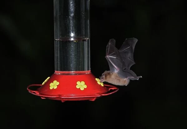 Orange Nectar Bat (Lonchophylla robusta) adult, in flight, feeding from hummingbird feeder at night, Canopy Lodge
