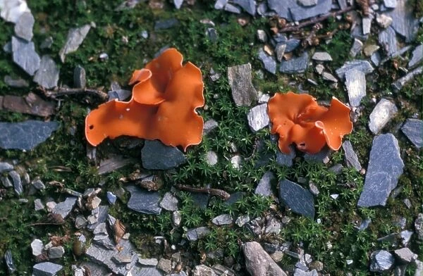 Orange-peel Fungus (Aleuria aurantia)