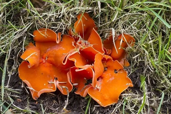 Orange Peel Fungus (Aleuria aurantia) fruiting bodies, growing in woodland, Powys, Wales, October
