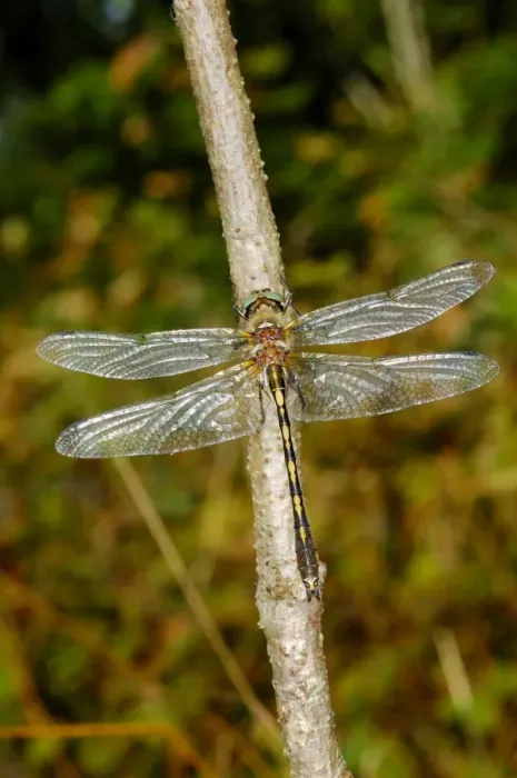 Framed Print : Orange-spotted Emerald (Oxygastra curtisii) adult, resting on twig, Italy, june Framed Print : Orange-spotted Emerald (Oxygastra curtisii) adult, resting on twig, Italy, june