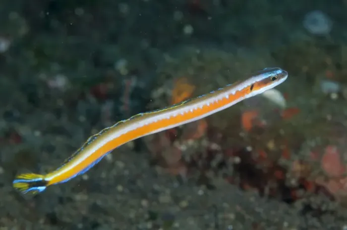 Framed Print : Orange-striped Wormfish (Gunnellichthys viridescens) adult, swimming, Seraya, Bali, Lesser Sunda Islands, Indonesia
