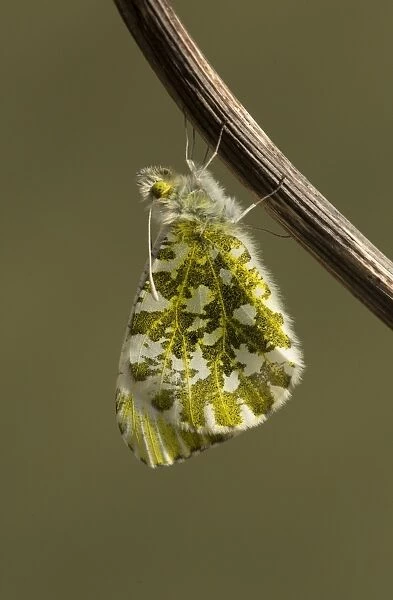 Orange-tip Butterfly (Anthocharis cardamines) adult female, emerging from chrysalis, Yorkshire, England, April