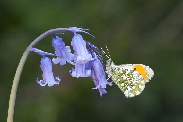Orange-tip Butterfly (Anthocharis cardamines) adult male, resting on Bluebell (Hyacinthoides non-scripta) flowers in garden, England, april