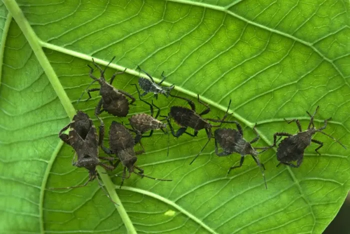 Framed Print : Orange-tipped Leaf-footed Bug (Anasa tristis) introduced species, adults and nymphs, group on underside of leaf, Trivandrum, Kerala, India Framed Print : Orange-tipped Leaf-footed Bug (Anasa tristis) introduced species, adults and nymphs, group on underside of leaf, Trivandrum, Kerala, India
