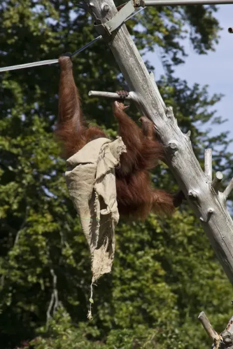 Framed Print : Orangutan at Durrell Wildlife Conservation Trust, Jersey, plays with old sack Framed Print : Orangutan at Durrell Wildlife Conservation Trust, Jersey, plays with old sack
