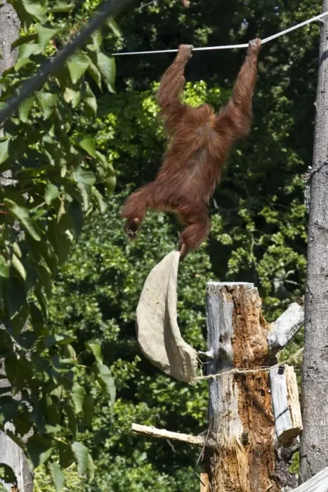 Framed Print : Orangutan at Durrell Wildlife Conservation Trust, Jersey, plays with old sack Framed Print : Orangutan at Durrell Wildlife Conservation Trust, Jersey, plays with old sack
