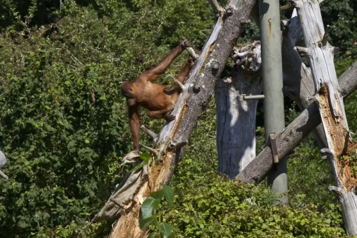Framed Print : Orangutan at Durrell Wildlife Conservation Trust, Jersey Framed Print : Orangutan at Durrell Wildlife Conservation Trust, Jersey