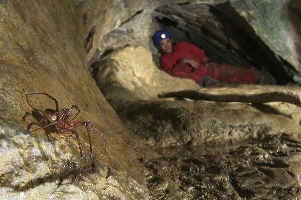 Orb-weaver Cave Spider (Meta bourneti) adult male, in cave habitat, with spaeleo-biologist in background, Italy