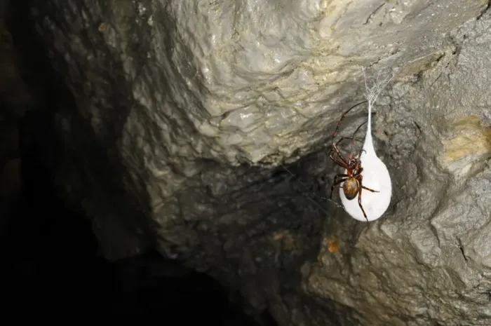 Framed Print : Orb-weaver Cave Spider (Meta bourneti) adult female, on cocoon in cave, Italy, july Framed Print : Orb-weaver Cave Spider (Meta bourneti) adult female, on cocoon in cave, Italy, july