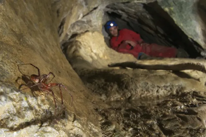 Framed Print : Orb-weaver Cave Spider (Meta bourneti) adult male, in cave habitat, with spaeleo-biologist in background, Italy Framed Print : Orb-weaver Cave Spider (Meta bourneti) adult male, in cave habitat, with spaeleo-biologist in background, Italy