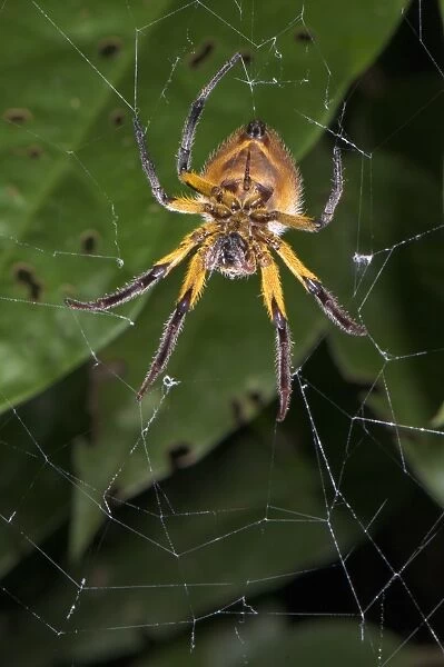 Orb-weaver Spider (Araneidae sp. ) adult female, resting on web, Los Amigos Biological Station, Madre de Dios, Amazonia, Peru