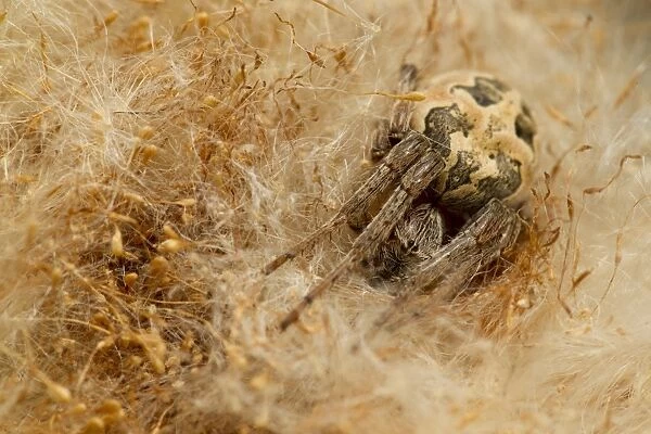 Orb-weaver Spider (Larinioides cornutus) adult, resting in reed seedhead, Holbrook, Sheffield, South Yorkshire, England, may