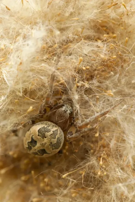 Framed Print : Orb-weaver Spider (Larinioides cornutus) adult, resting in reed seedhead, Holbrook, Sheffield, South Yorkshire, England, may Framed Print : Orb-weaver Spider (Larinioides cornutus) adult, resting in reed seedhead, Holbrook, Sheffield, South Yorkshire, England, may