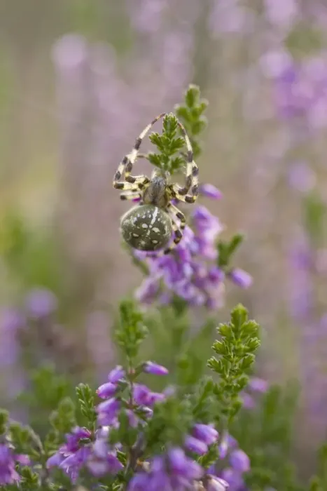 Framed Print : Orb-web Spider (Araneus quadratus) adult, on flowering heather in heathland, Dorset, England, october