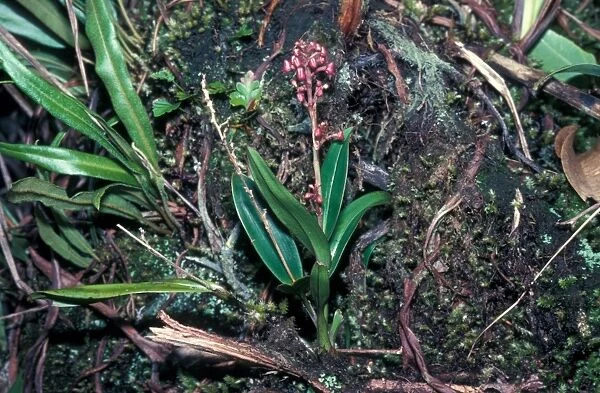 Orchid Angraecum maheense Mahe, Seychelles