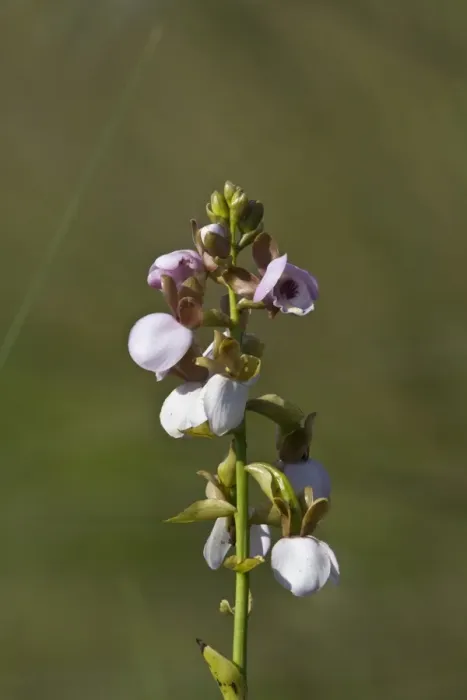 Framed Print : orchid - eulophia cucullata - Botswana Okavango delta