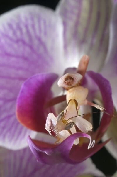 Orchid Mantis (Hymenopus coronatus) subadult female, camouflaged on orchid flower, Malaysia