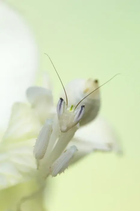 Framed Print : Orchid Mantis (Hymenopus coronatus) adult, camouflaged on orchid flower (captive) Framed Print : Orchid Mantis (Hymenopus coronatus) adult, camouflaged on orchid flower (captive)