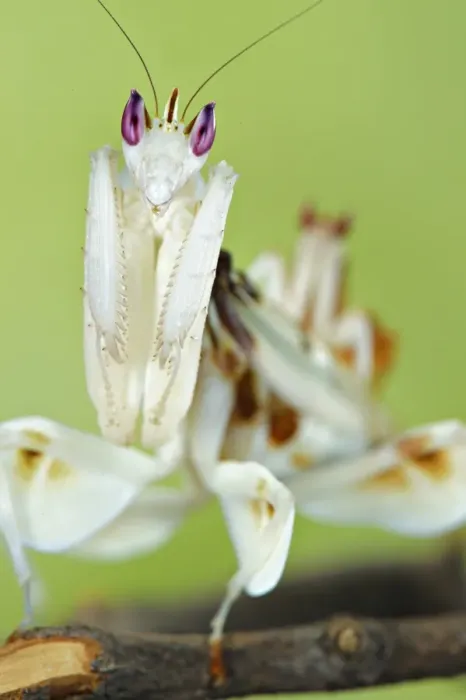 Framed Print : Orchid Mantis (Hymenopus coronatus) adult female, close-up of head and forelegs Framed Print : Orchid Mantis (Hymenopus coronatus) adult female, close-up of head and forelegs