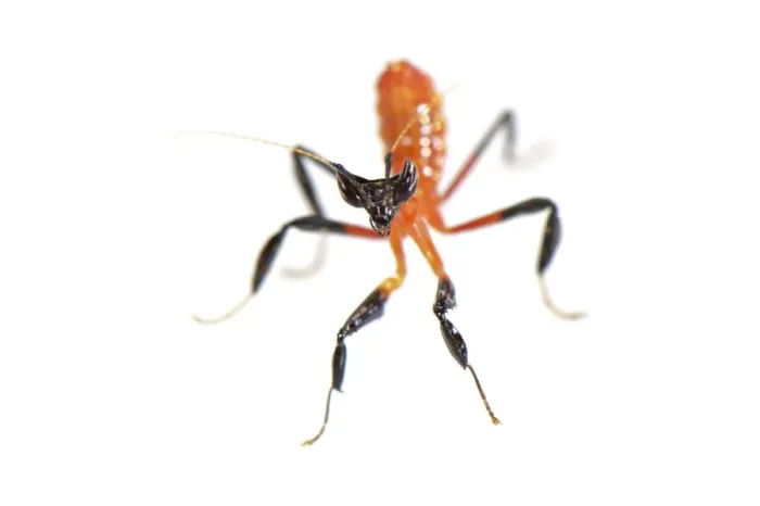 Framed Print : Orchid Mantis (Hymenopus coronatus) newborn nymph, mimicking dangerous Assassin Bug (Reduviidae sp. ) nymph Framed Print : Orchid Mantis (Hymenopus coronatus) newborn nymph, mimicking dangerous Assassin Bug (Reduviidae sp. ) nymph