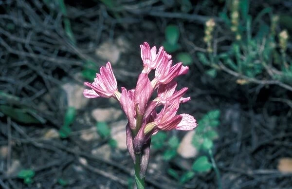 Orchis caspia - a Nectarless Orchid from Israel