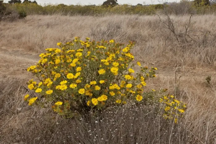 Framed Print : Oregon Gumplant (Grindelia stricta var. angustifolia) flowering, growing in coastal grassland, San Francisco Bay Framed Print : Oregon Gumplant (Grindelia stricta var. angustifolia) flowering, growing in coastal grassland, San Francisco Bay