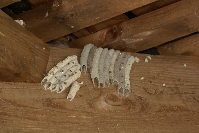 Framed Print : Organ Pipe Mud Dauber (Trypoxylon politum) nests, group in sheltered location, Florida, U. S. A. June