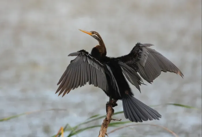 Framed Print : Oriental Darter (Anhinga melanogaster) adult, drying wings, standing on branch at edge of water, Bundala N. P. Sri Lanka, december Framed Print : Oriental Darter (Anhinga melanogaster) adult, drying wings, standing on branch at edge of water, Bundala N. P. Sri Lanka, december