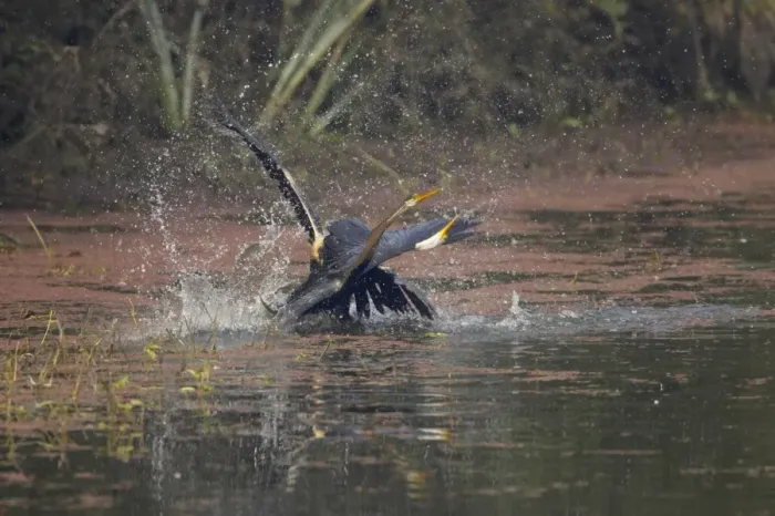 Framed Print : Oriental Darter (Anhinga melanogaster) two adults, fighting in water, Keoladeo Ghana N. P. (Bharatpur), Rajasthan, India