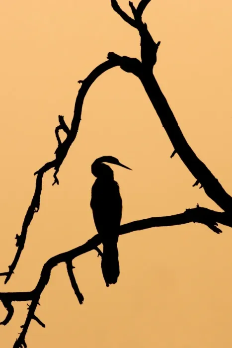 Framed Print : Oriental Darter (Anhinga melanogaster) perched on branch, silhouetted at sunset, Keoladeo Ghana N. P. (Bharatpur), Rajasthan, India