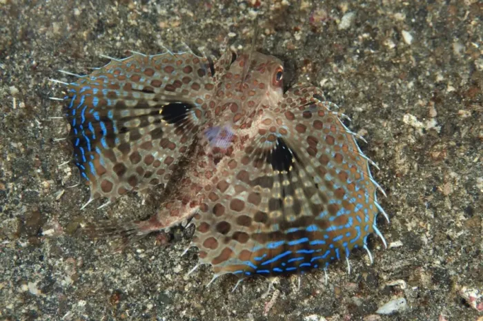 Framed Print : Oriental Flying Gurnard (Dactyloptena orientalis) adult, displaying pectoral fins in defensive posture, Lembeh Straits Framed Print : Oriental Flying Gurnard (Dactyloptena orientalis) adult, displaying pectoral fins in defensive posture, Lembeh Straits