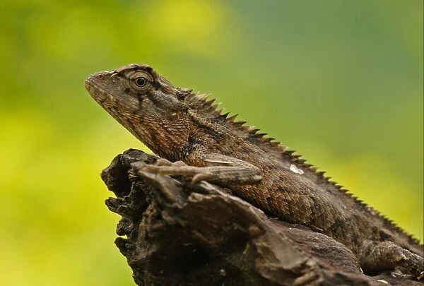 Oriental Garden Lizard (Calotes versicolor) adult, resting on tree stump, Sri Lanka, december