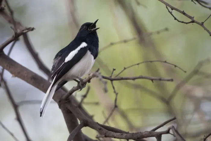 Framed Print : Oriental Magpie-robin (Copsychus saularis) adult male, singing, perched on twig, Keoladeo Ghana N. P. (Bharatpur), Rajasthan, India