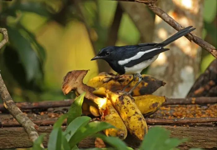 Framed Print : Oriental Magpie-robin (Copsychus saularis erimelas) adult male, feeding on bananas at birdtable, Kaeng Krachan N. P. Thailand, november