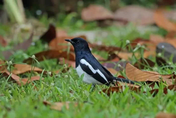 Framed Print : Oriental Magpie-robin (Copsychus saularis musicus) adult male, foraging amongst fallen leaves on short grass Framed Print : Oriental Magpie-robin (Copsychus saularis musicus) adult male, foraging amongst fallen leaves on short grass