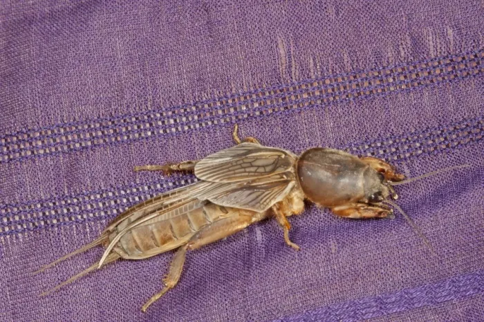 Framed Print : Oriental Mole Cricket (Gryllotalpa orientalis) adult, resting on sari, Sundarbans, Ganges Delta, West Bengal, India
