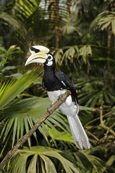 Oriental Pied Hornbill (Anthracoceros albirostris) adult male, perched on branch, Indonesia, march