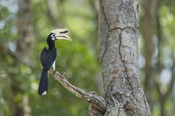 Oriental Pied Hornbill (Anthracoceros albirostris) adult male, perched on branch, Malaysian Borneo, Borneo, Malaysia