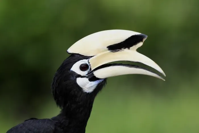 Framed Print : Oriental Pied Hornbill (Anthracoceros albirostris) adult, close-up of head, Labuk Bay, Sabah, Borneo, Malaysia