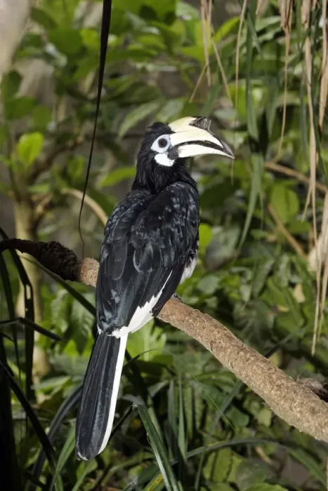 Framed Print : Oriental Pied Hornbill (Anthracoceros albirostris) adult female, perched on branch, Indonesia, march Framed Print : Oriental Pied Hornbill (Anthracoceros albirostris) adult female, perched on branch, Indonesia, march