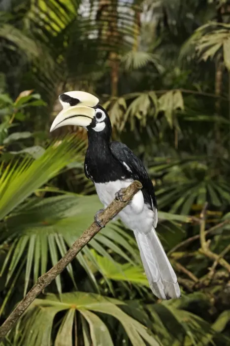 Framed Print : Oriental Pied Hornbill (Anthracoceros albirostris) adult male, perched on branch, Indonesia, march Framed Print : Oriental Pied Hornbill (Anthracoceros albirostris) adult male, perched on branch, Indonesia, march