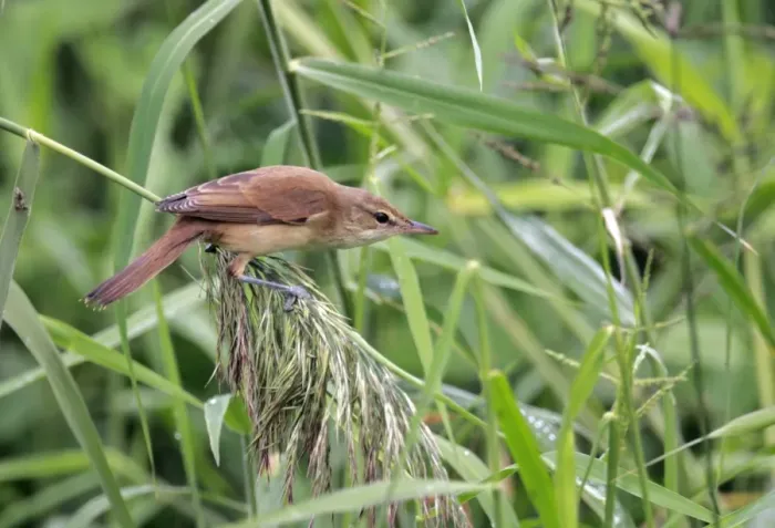 Framed Print : Oriental Reed-warbler (Acrocephalus orientalis) adult, perched on reed seedhead, Hong Kong, China, november Framed Print : Oriental Reed-warbler (Acrocephalus orientalis) adult, perched on reed seedhead, Hong Kong, China, november