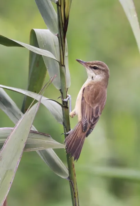 Framed Print : Oriental Reed-warbler (Acrocephalus orientalis) adult, perched on reed stem, Hong Kong, China, november Framed Print : Oriental Reed-warbler (Acrocephalus orientalis) adult, perched on reed stem, Hong Kong, China, november