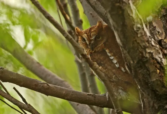 Framed Print : Oriental Scops-owl (Otus sunia stictonotus) rufous morph, adult, perched on branch, Hebei, China, may Framed Print : Oriental Scops-owl (Otus sunia stictonotus) rufous morph, adult, perched on branch, Hebei, China, may