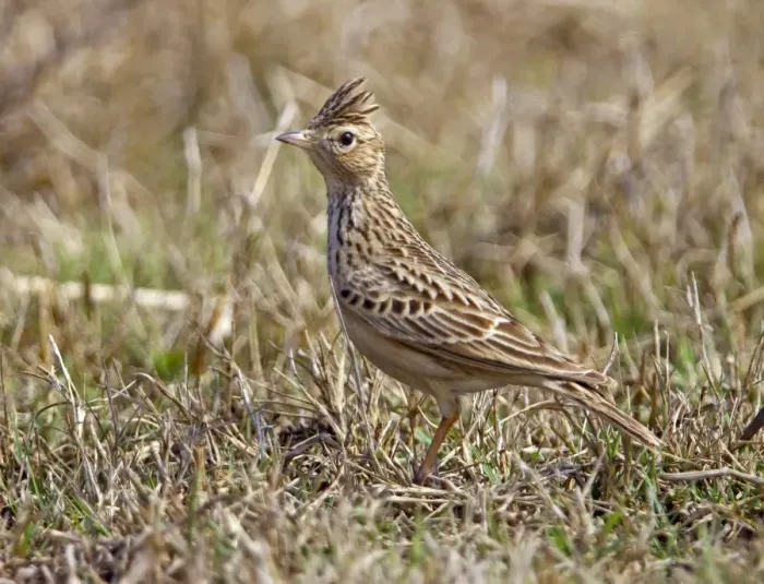 Framed Print : Oriental Skylark (Alauda gulgula) adult, standing on ground, Rajasthan, India, january Framed Print : Oriental Skylark (Alauda gulgula) adult, standing on ground, Rajasthan, India, january