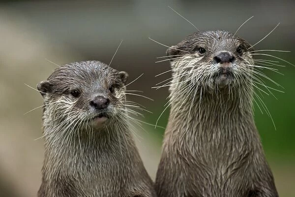 Oriental Small-clawed Otter (Aonyx cinerea) adult pair, close-up of heads (captive)