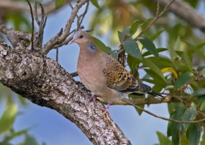 Framed Print : Oriental Turtle-dove (Streptopelia orientalis meena) adult, perched on branch, Uttaranchal, India, january Framed Print : Oriental Turtle-dove (Streptopelia orientalis meena) adult, perched on branch, Uttaranchal, India, january