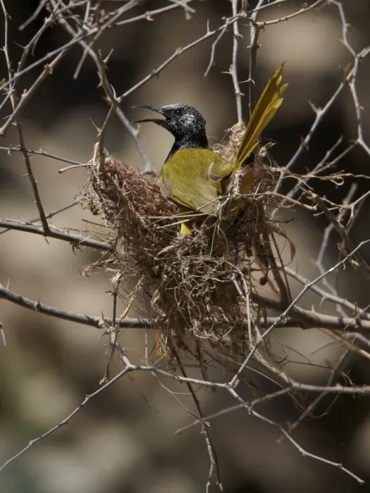 Framed Print : Oriole Warbler (Hypergerus atriceps) adult, building nest, Niokolo-Koba, Senegal, october Framed Print : Oriole Warbler (Hypergerus atriceps) adult, building nest, Niokolo-Koba, Senegal, october