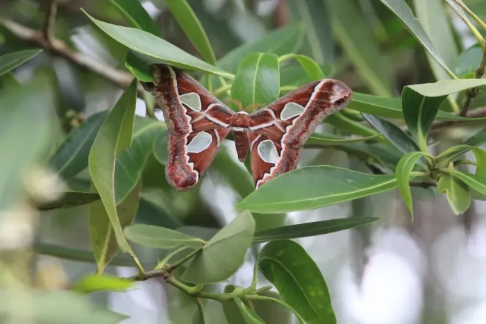 Framed Print : Orizaba Silkmoth (Rothschildia orizaba) adult, resting on leaf, Trinidad, Trinidad and Tobago, April Framed Print : Orizaba Silkmoth (Rothschildia orizaba) adult, resting on leaf, Trinidad, Trinidad and Tobago, April